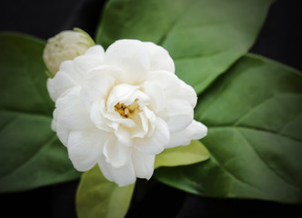 white jasmine flower with leaf on black background, selective focus.