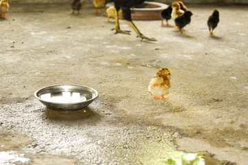 A Small Baby Chicks going to drink water for the first time