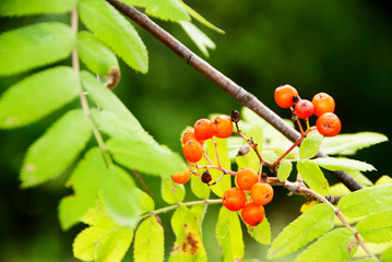 Ripe wild mountain ash.Branch with berries.The fruits and gifts of the forest.