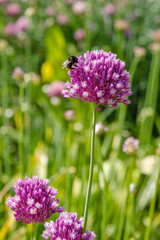 Allium rotundum in garden. Growing bulbous plants in the garden. Honey plants in the garden. Bees on flowers.