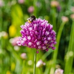 Allium rotundum in garden. Growing bulbous plants in the garden. Honey plants in the garden. Bees on flowers.
