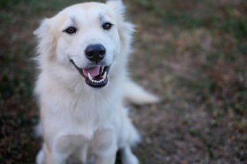 Obraz premium The white dog smiles, so cute and friendly on soft background.