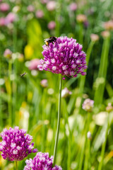 Allium rotundum in garden. Growing bulbous plants in the garden. Honey plants in the garden. Bees on flowers.