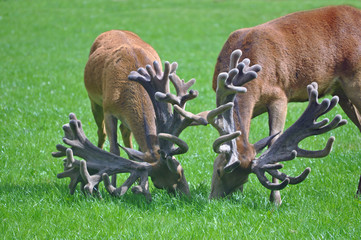 red stags with impressive antlers