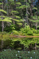 gorgeous reflections in a still pond in the soft morning light