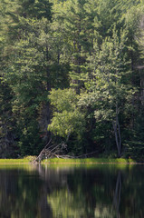 pond in a forest in the morning light