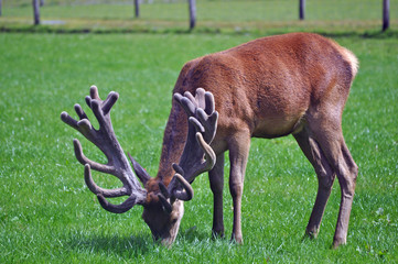 Naklejka na ściany i meble red stag with an impressive set of antlers