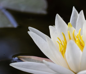 large white yellow water lily up close in a pond  in summer
