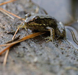 Green Frog beside the pond in ontario