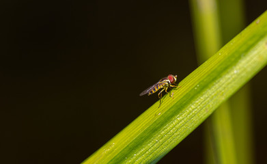 Flower Fly on a blade of grass