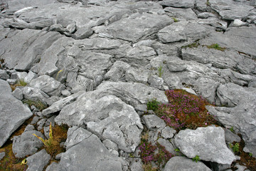 The grey limestone with splits, red plant and small violet flowers.