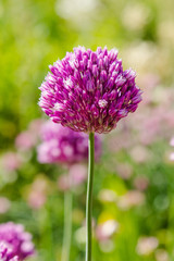 Allium rotundum in garden. Growing bulbous plants in the garden. Honey plants in the garden. Bees on flowers.