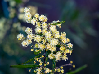 Wattle Macro