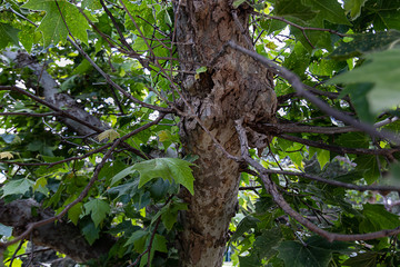 trunk of sycamore tree with branches and leaves and textured bark