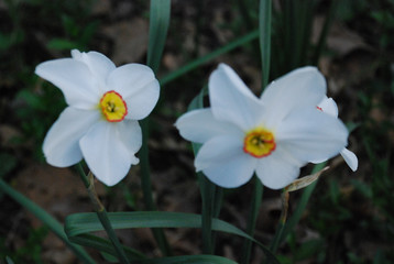 daffodils in the garden