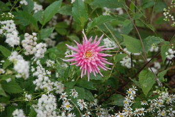 flower in garden