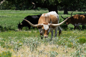 Brown and white Longhorn bull grazing in a ranch pasture © Stretch Clendennen