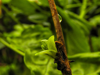 Plant sprout with outside light on cloudy day - Rainy day