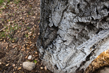 rough intricate  texture of the california live oak tree