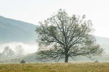 Cades Cove Tree at the Great Smoky Mountains National Park, Townsend, TN