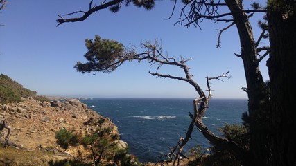 tree on the beach. Overlooking Pacific Ocean 