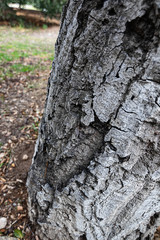 rough intricate  texture of the california live oak tree