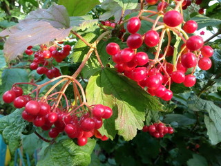 viburnum