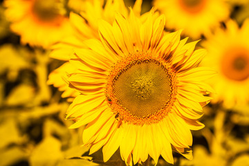 Bright yellow sunflower and bees collecting nectar from it.