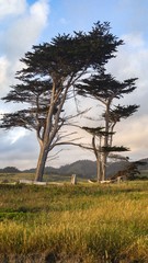 Fototapeta na wymiar tree in the field. Twin Monterey cypress. Davenport California Santa Cruz county 