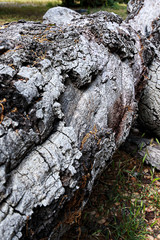 fallen oak branches on grassy ground with fox tail weeds