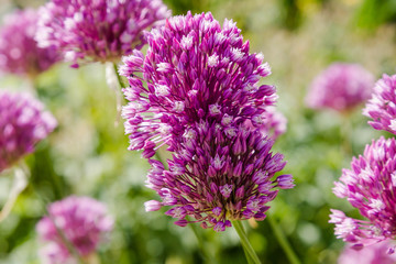 Allium rotundum in garden. Growing bulbous plants in the garden. Honey plants in the garden. Bees on flowers.