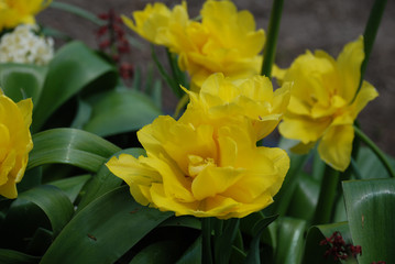 Obraz premium yellow flowers in garden