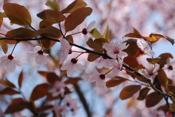 branch of a tree in spring