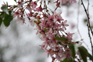 cherry blossom