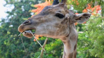 Cute Giraffe.The concept of animals in the zoo