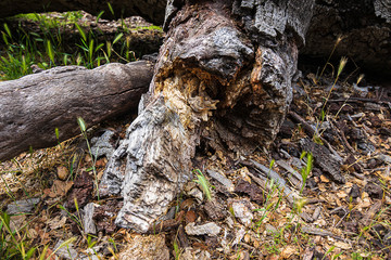 fallen oak branches on grassy ground with fox tail weeds