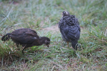bird on the grass