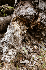 fallen oak branches on grassy ground with fox tail weeds