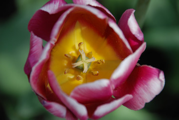 Fototapeta na wymiar closeup of a tulip