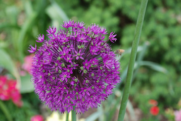 purple thistle flower
