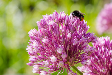 Allium rotundum in garden. Growing bulbous plants in the garden. Honey plants in the garden. Bees on flowers. © Flower_Garden