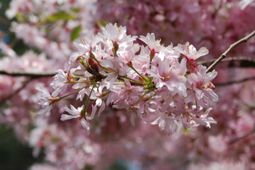 cherry blossom in spring