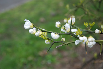 white flowers in spring