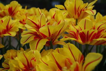 background of yellow flowers