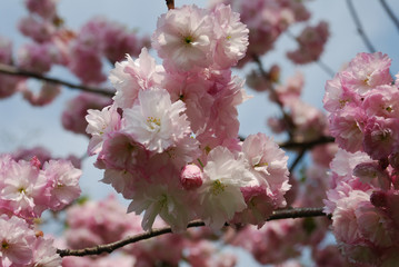 Obraz premium cherry blossom in spring