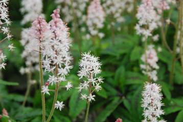 flowers in the garden