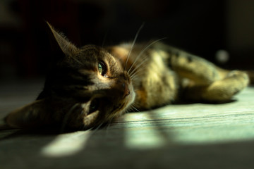 Cat laying on the floor under the light