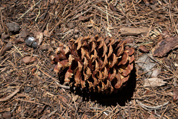 pine cone on the ground