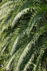 palm tree in nature garden