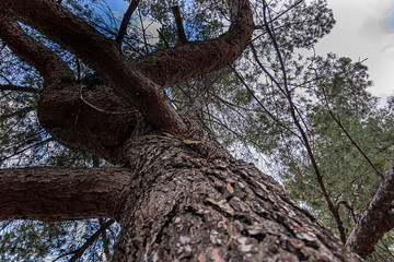 Fototapeta na wymiar california live oak tree branches, twigs, and leaves